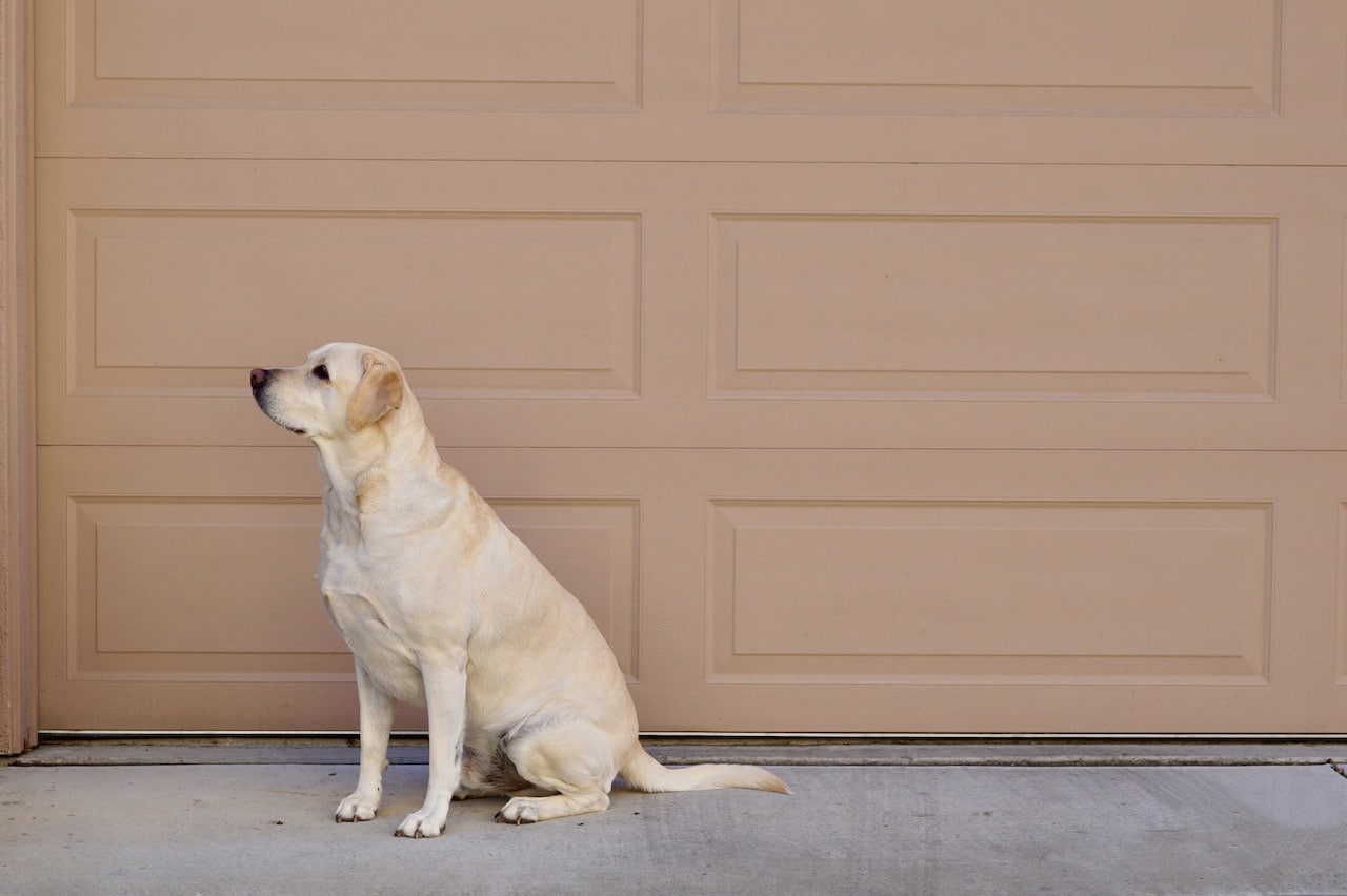 profile of yellow labrador retriever sitting in fr 2021 08 30 11 38 26 utc